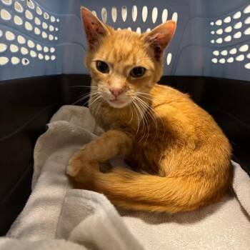 Domestic Short Hair Cats Available for Adoption in York, Pennsylvania - Ryomen | PetCurious