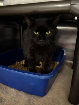 Reign -  Domestic Long Hair Cat Available for Adoption in Metter, Georgia - Reign | PetCurious
