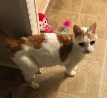 Rescue American Shorthair Cats for Adoption in Charlotte, North Carolina - Oliver | PetCurious