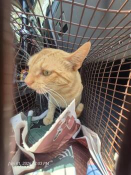 A815594 -  Domestic Short Hair Cat for Adoption in San Antonio, Texas - A815594 | PetCurious