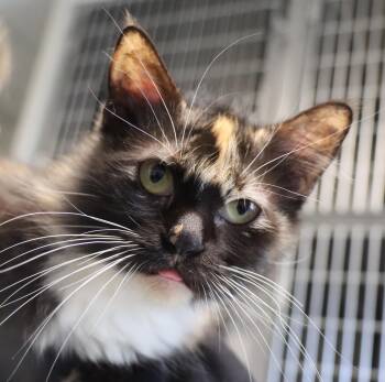 Domestic Medium Hair Cats Available for Adoption - Squirrel | PetCurious