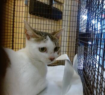 Rescue Domestic Short Hair Cats for Adoption in Doral, Florida - BAKER | PetCurious