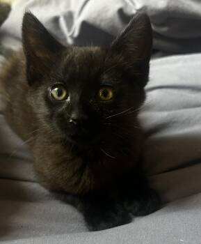 Beanly -  Domestic Medium Hair Cat for Adoption in Oakdale, California - Beanly | PetCurious