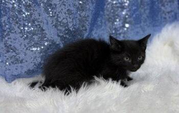 Manny -  Domestic Short Hair Cat for Adoption in Clarkesville, Georgia - Manny | PetCurious