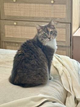 Rescue Domestic Short Hair Cats for Adoption in Indianapolis, Indiana - Tiramisu | PetCurious