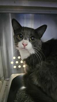 THOMAS -  Domestic Short Hair Cat for Adoption in St. Peters, Missouri - THOMAS | PetCurious