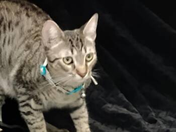 Tabby Cats Available for Adoption in Glendale, Arizona - Milo | PetCurious