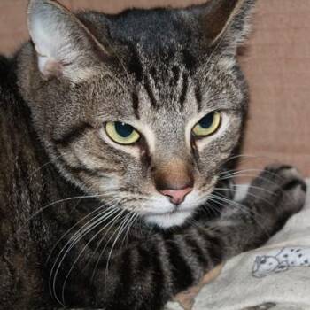 Lupin -  Domestic Short Hair Cat for Adoption in Richmond, Virginia - Lupin | PetCurious