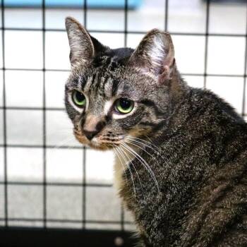 Domestic Short Hair Cats Available for Adoption - Pepper | PetCurious