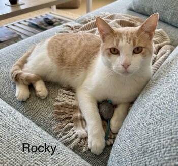 Rocky -  Tabby Cat for Adoption in Wyandotte, Michigan - Rocky | PetCurious