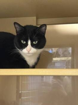 Domestic Short Hair Cats Available for Adoption in West Chester, Pennsylvania - Loki | PetCurious