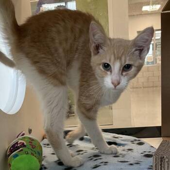 Finn -  Domestic Short Hair Cat for Adoption in Des Moines, Iowa - Finn | PetCurious