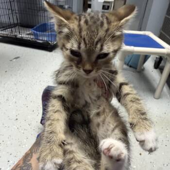 Somerset -  Domestic Short Hair Cat for Adoption in Falls Church, Virginia - Somerset | PetCurious