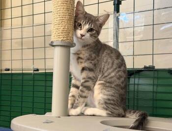 Alice -  Domestic Short Hair Cat for Adoption in Mission Viejo, California - Alice | PetCurious