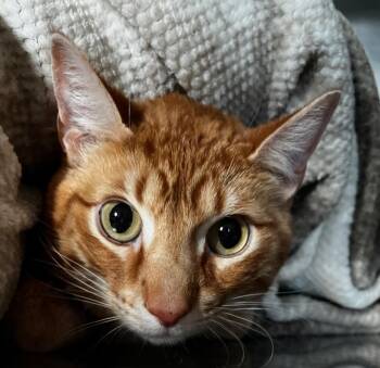 Domestic Short Hair Cats Available for Adoption - Belka | PetCurious