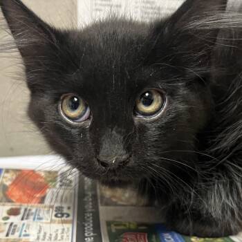 Domestic Medium Hair Cats Available for Adoption in Yuma, Arizona - Buckley | PetCurious