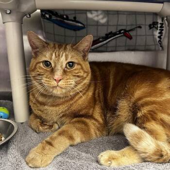 Rescue Domestic Short Hair Cats for Adoption in Fort Wayne, Indiana - Conan | PetCurious