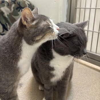 Storm -  Domestic Short Hair Cat for Adoption in South Burlington, Vermont - Storm | PetCurious