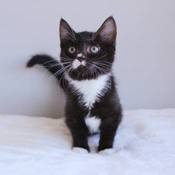 Edamame -  Domestic Short Hair Cat for Adoption in Wayne, New Jersey - Edamame | PetCurious