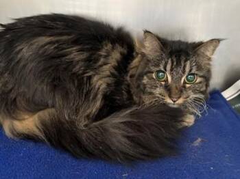Aileen -  Domestic Long Hair and Domestic Short Hair Cat for Adoption in Golden Valley, Minnesota - Aileen | PetCurious