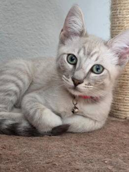 Toulouse Debelder -  Domestic Short Hair and Siamese Cat for Adoption in Chandler, Arizona - Toulouse Debelder | PetCurious