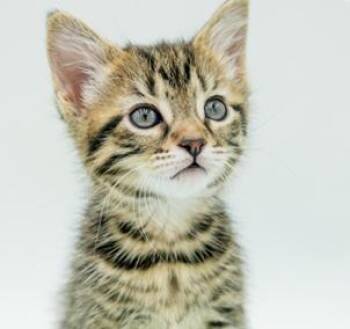 Lexie is so darn sweet and super teeny - VIDEO - loves sis Luna -  Bengal and Tabby Cat for Adoption in Bedford Hills, New York - Lexie Is So Darn Sweet And Super Teeny - VIDEO - Loves Sis Luna | PetCurious