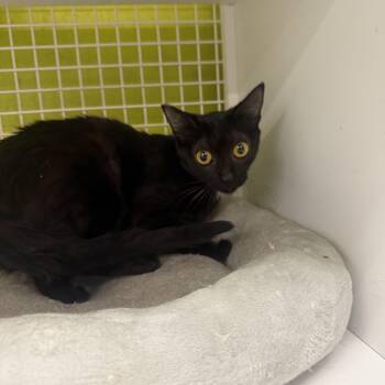 Mischief -  Burmese Cat for Adoption in Las Vegas, Nevada - Mischief | PetCurious