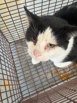 Domestic Short Hair Cats Available for Adoption in Brownwood, Texas - Lile | PetCurious