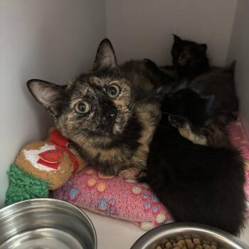 Nivalis -  Domestic Medium Hair Cat for Adoption in Kanab, Utah - Nivalis | PetCurious