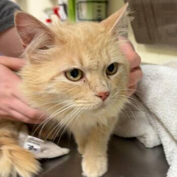 Domestic Long Hair Cats Available for Adoption in Asheville, North Carolina - Charlie | PetCurious