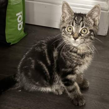 Lyra - A Cuddle Bug -  Domestic Medium Hair Cat for Adoption in Hamilton, Ontario - Lyra - A Cuddle Bug | PetCurious