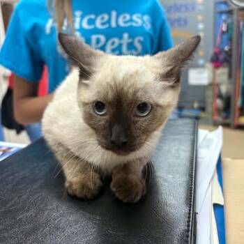 Philip - Chino Hills Location -  Siamese and Domestic Short Hair Cat for Adoption in Chino Hills, California - Philip - Chino Hills Location | PetCurious