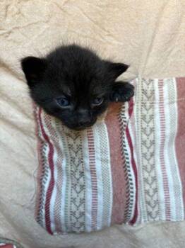 Domestic Short Hair Cats Available for Adoption in Fort Worth, Texas - Rotini (pre Adopt) | PetCurious