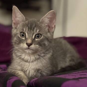 Rescue Domestic Short Hair Cats for Adoption in Los Angeles, California - Moana | PetCurious
