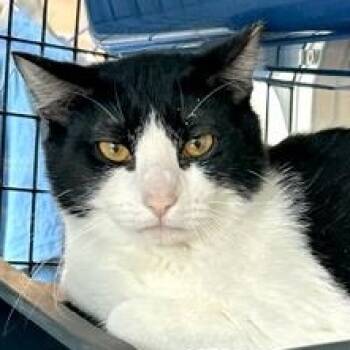 Domestic Short Hair Cats Available for Adoption in Fernandina Beach, Florida - STAIRS | PetCurious