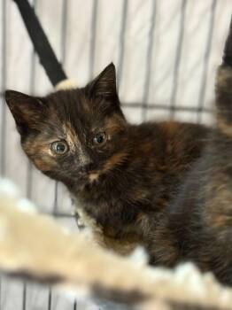 Pancake -  Domestic Short Hair Cat for Adoption in Milltown, New Jersey - Pancake | PetCurious