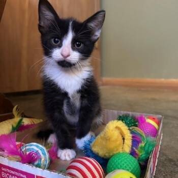 Maggie -  Domestic Short Hair Cat for Adoption in Portland, Oregon - Maggie | PetCurious