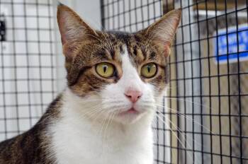 Luna -  Domestic Short Hair and Tiger Cat for Adoption in Sanford, Florida - Luna | PetCurious
