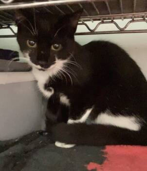 Wilda -  Domestic Short Hair Cat for Adoption in Dublin, Ohio - Wilda | PetCurious