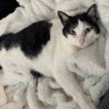Domestic Short Hair Cats Available for Adoption in Pasadena, California - Juanita | PetCurious
