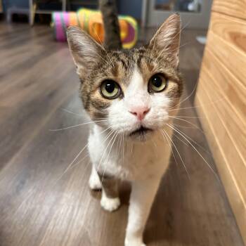 Mr. Pickles -  Domestic Short Hair Cat for Adoption in The Colony, Texas - Mr. Pickles | PetCurious