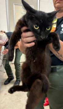 Sabine -  Domestic Short Hair Cat for Adoption in Bossier City, Louisiana - Sabine | PetCurious
