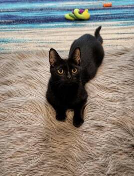 Chloe -  Domestic Short Hair Cat Available for Adoption in West Lawn, Pennsylvania - Chloe | PetCurious