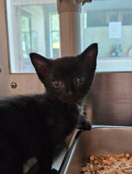 Frappe -  Domestic Short Hair Cat for Adoption in Disputanta, Virginia - Frappe | PetCurious