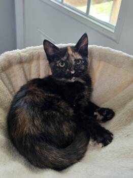 Nevada -  Domestic Short Hair Cat for Adoption in Lewisburg, Tennessee - Nevada | PetCurious