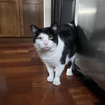 Domestic Short Hair Cats Available for Adoption in Calgary, Alberta - Paddington | PetCurious