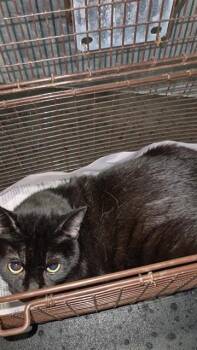 A813127 -  Domestic Short Hair Cat for Adoption in San Antonio, Texas - A813127 | PetCurious