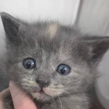 Flicker -  Domestic Short Hair Cat for Adoption in Idaho Falls, Idaho - Flicker | PetCurious