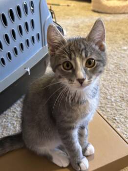 Figaro -  Domestic Short Hair Cat for Adoption in Vancouver, Washington - Figaro | PetCurious