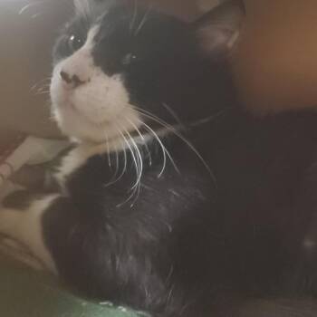 Salad -  Domestic Short Hair Cat for Adoption - Salad | PetCurious